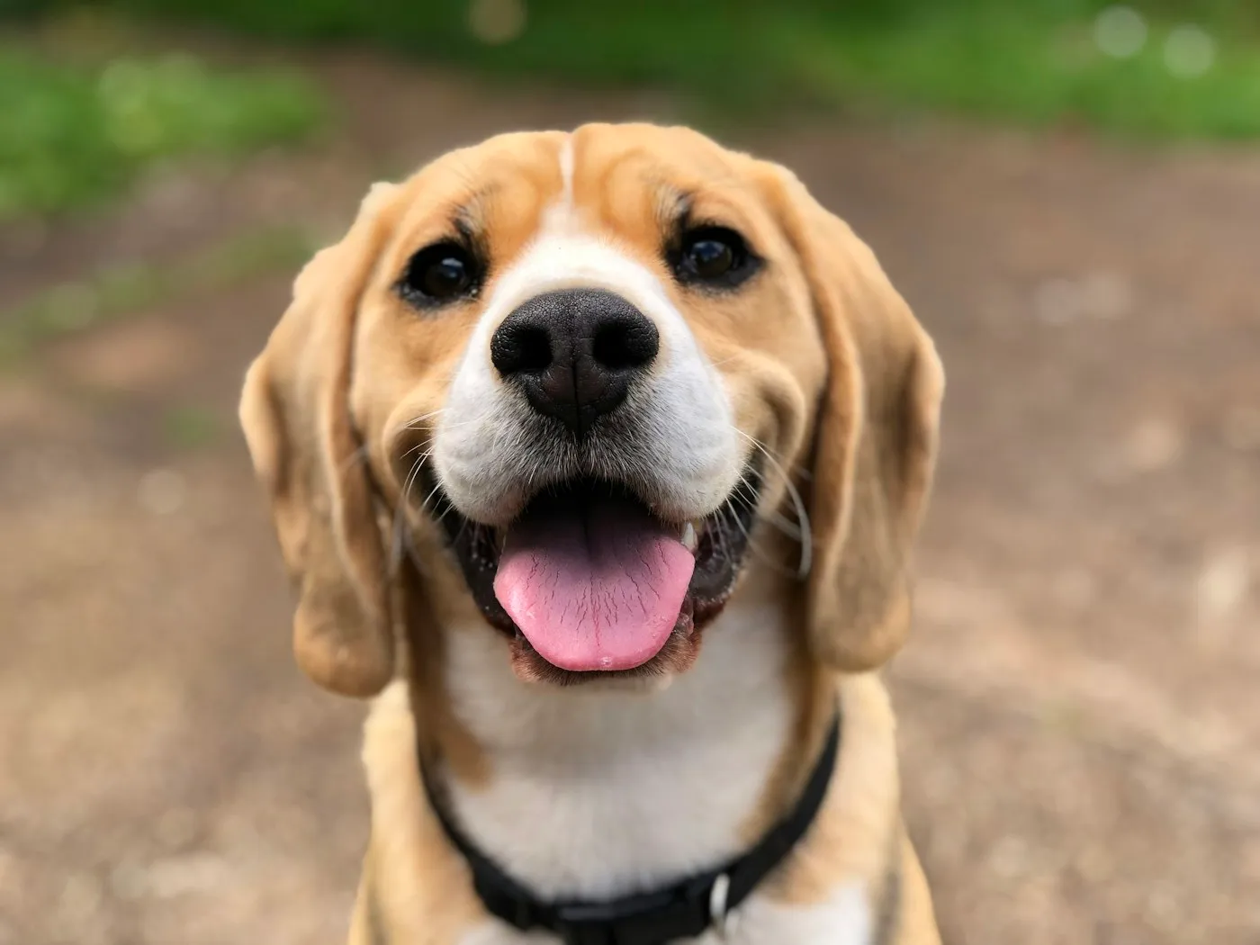 Glad beagle som tittar in i kameran