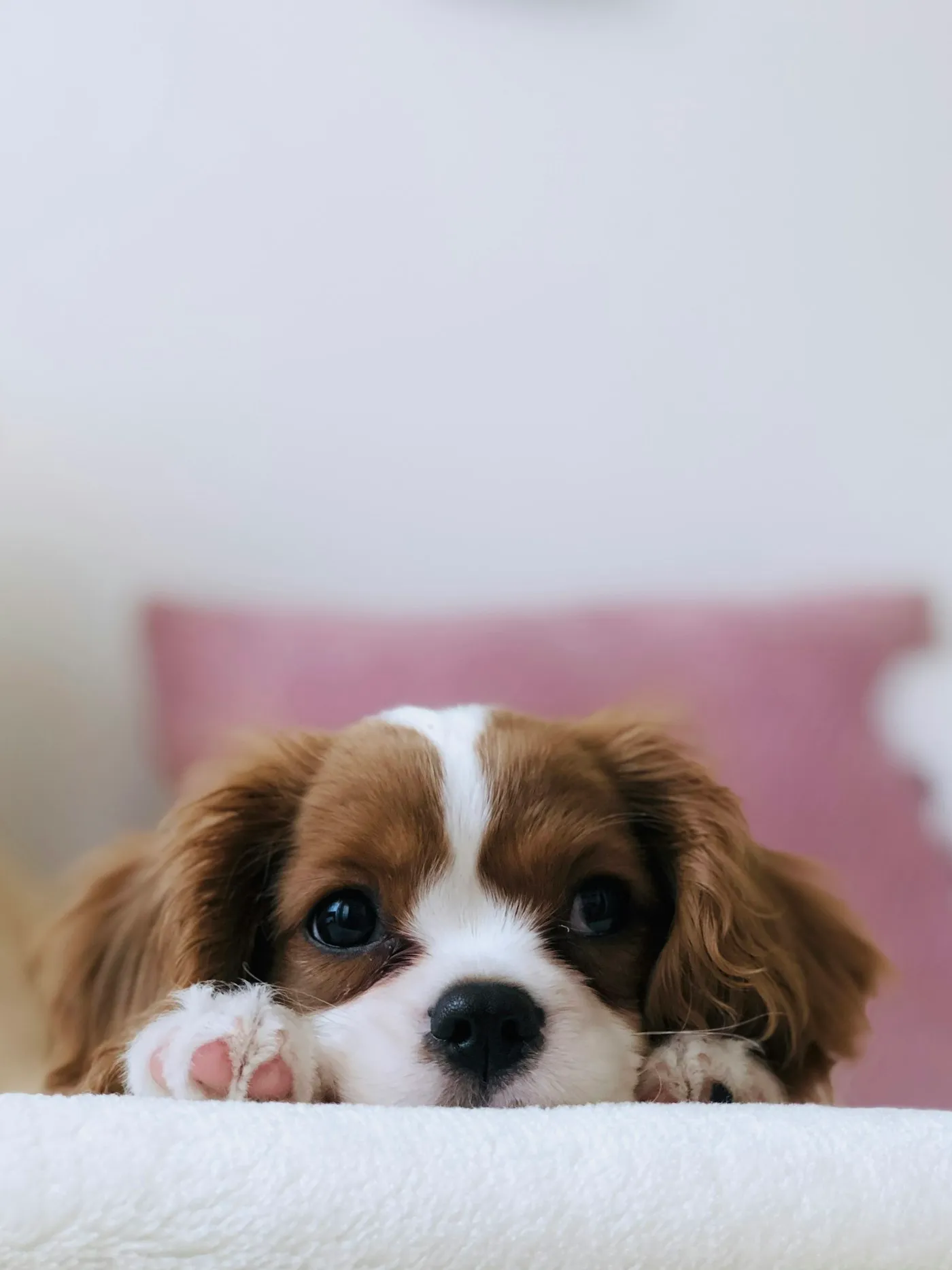 Cavalier king charles spaniel som tittar fram