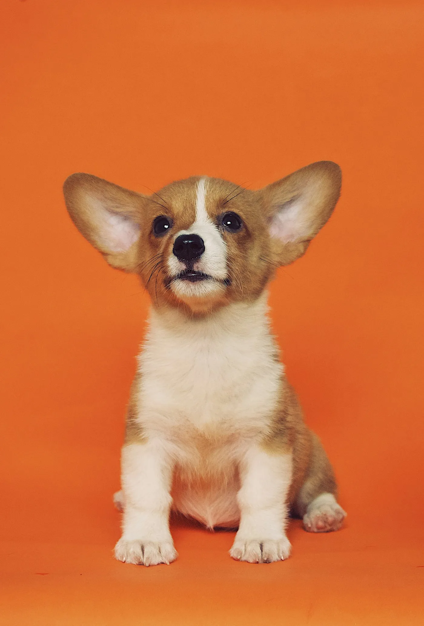 Corgivalp framför en orange vägg