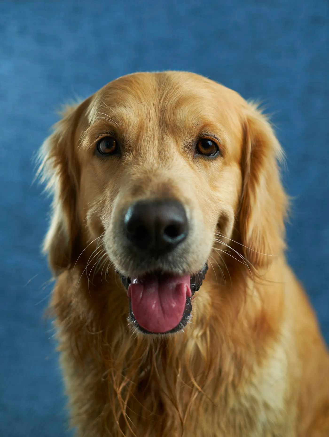 Glad golden retriever