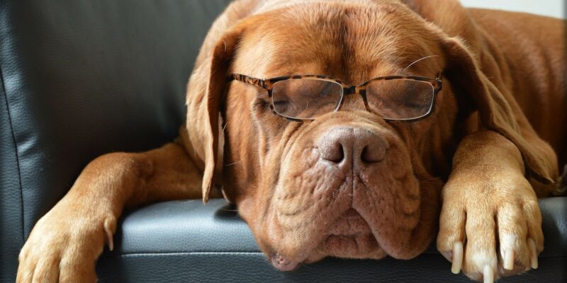 bordeaux dog, dog, glasses-217018.jpg