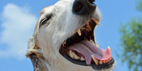 En hund som öppnar munnen.