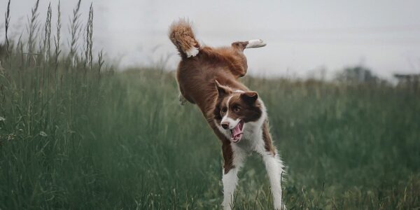 dog, jump, grass-4441585.jpg