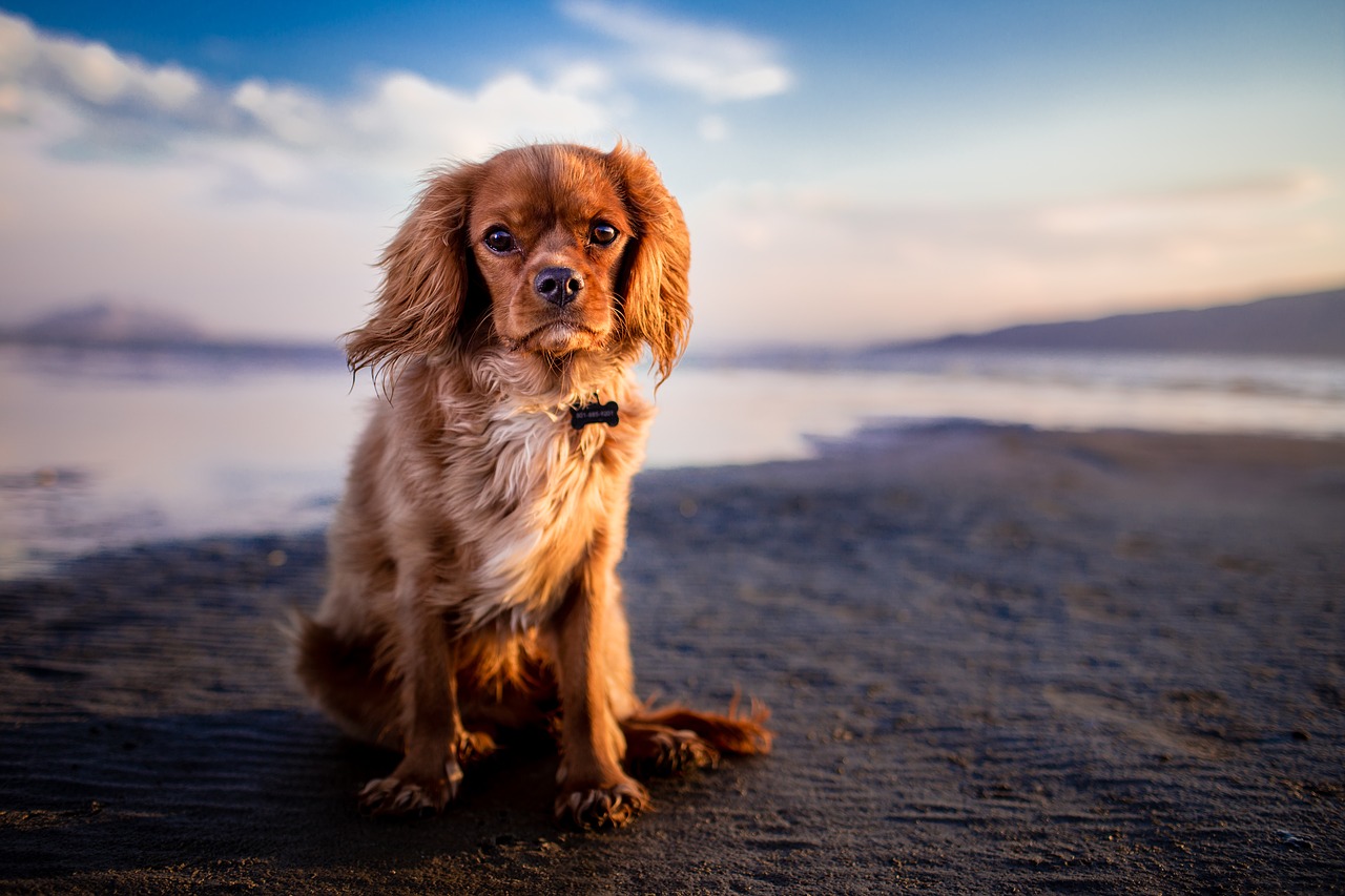 dog, pet, beach-1854119.jpg