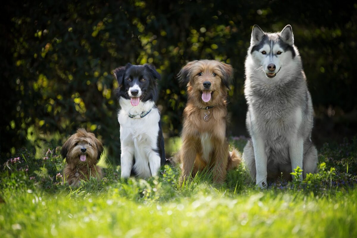 4 hundisar i olika storlekar.