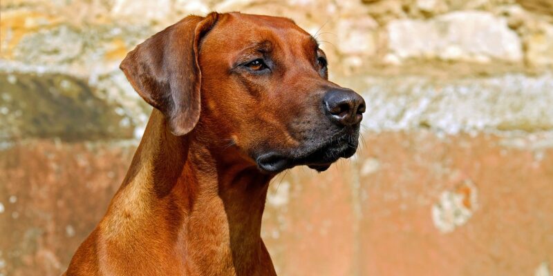 En brun rhodesian ridgeback-hund tittar framåt
