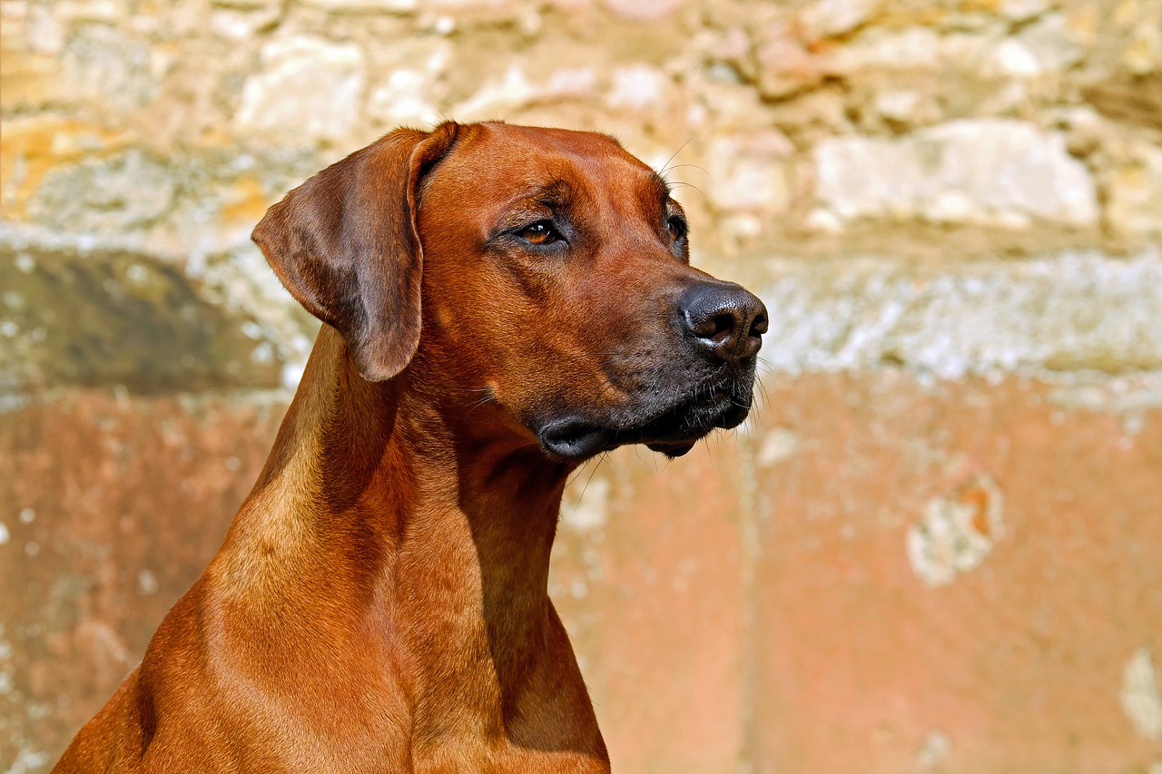 En brun rhodesian ridgeback-hund tittar framåt