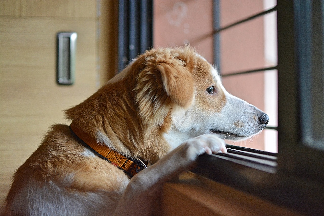 En ledsen hund tittar ut genom fönstret i väntant på matte eller husse.