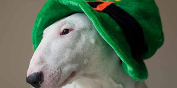 Hund med grön hatt.