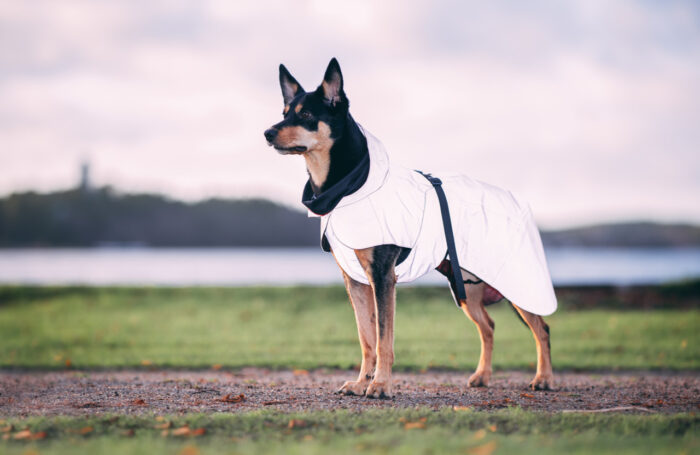 Reflekterande Regnjacka Hund, Rosa utgående - 25