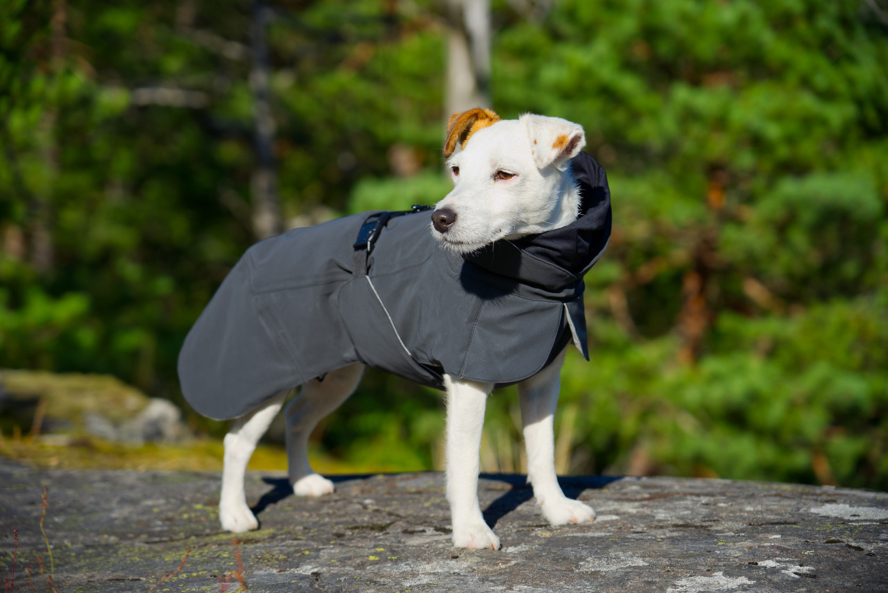 Reflekterande vinterjacka för hund | Svart, vindtät, vattentät, justerbar